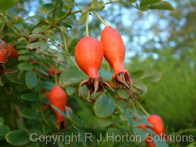 Rose hips